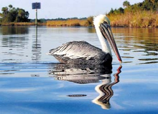 The Portly Pelican